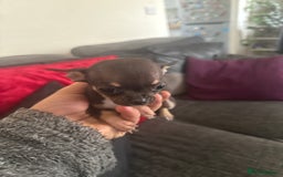 Chihuahua dogs for sale: Teacup Chihuahuas - Image 4