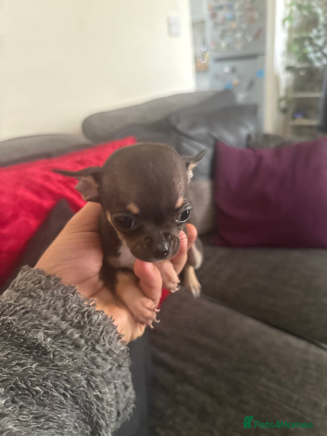 Chihuahua dogs for sale: Teacup Chihuahuas - Image 4