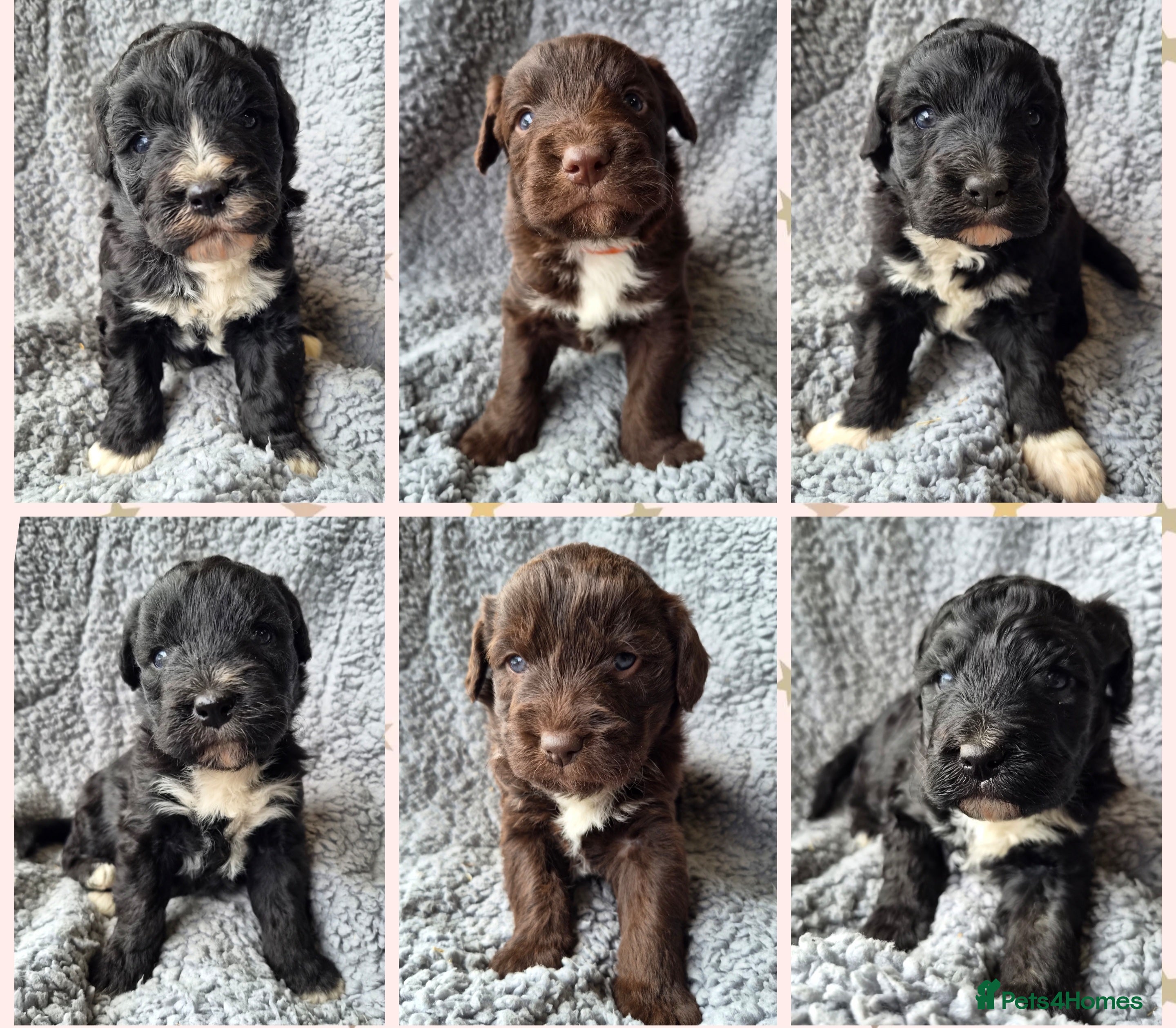 Bordoodle dogs Outstanding Bordoodles (collie x poodle) - Advert 16