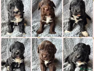 Bordoodle dogs Outstanding Bordoodles (collie x poodle) - Advert 16