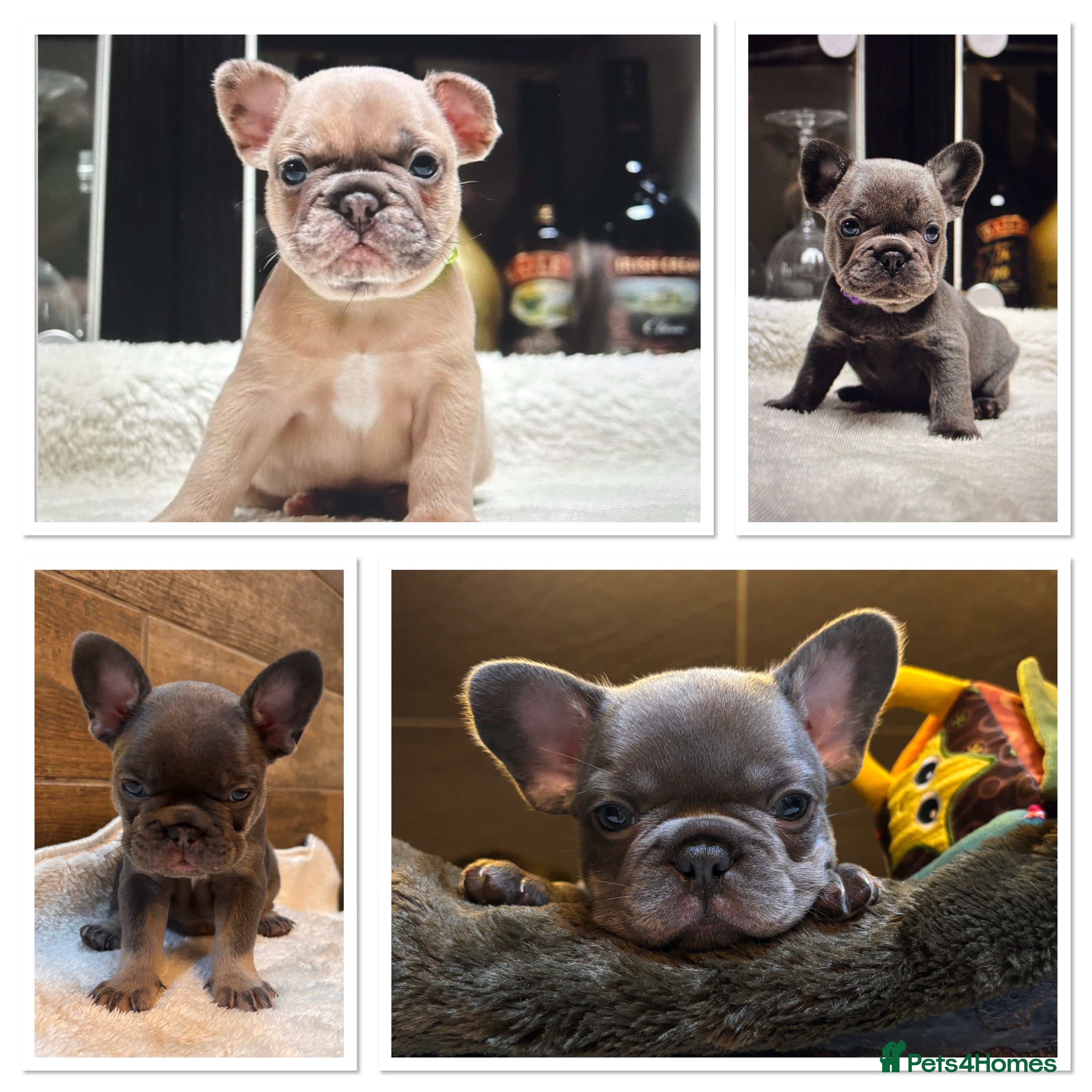 French Bulldog dogs Beautiful Frenchie Babies Seeking Forever Families - Advert 6