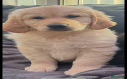 Golden Retriever dogs for sale: Golden retriever puppies🥰 - Image 4