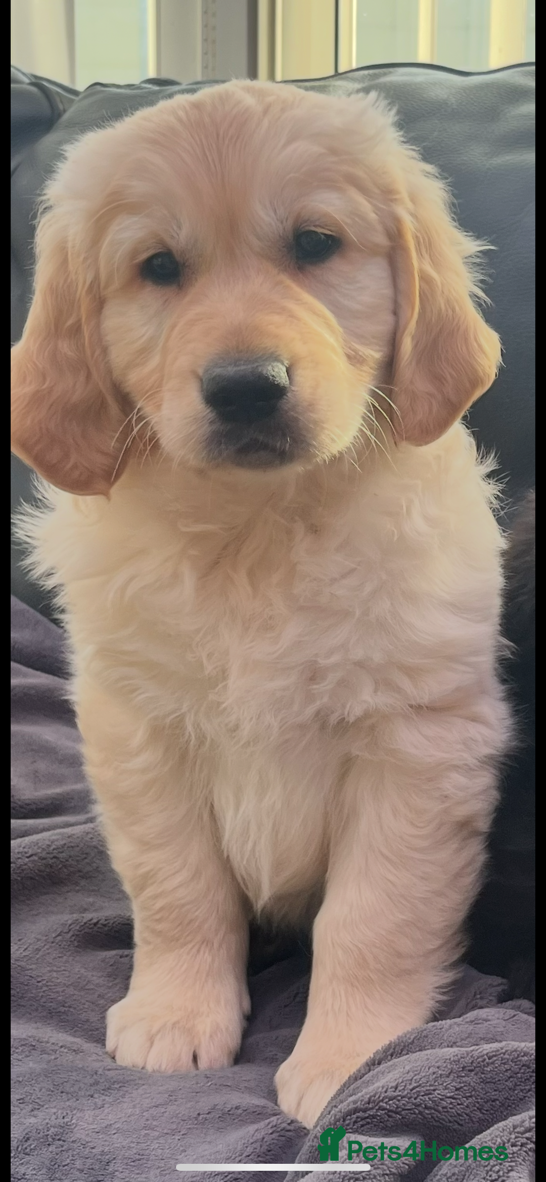 Golden Retriever dogs for sale: Golden retriever puppies🥰 - Image 4