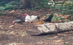 Chickens poultry for sale: Serama hen and cockerel  - Image 2