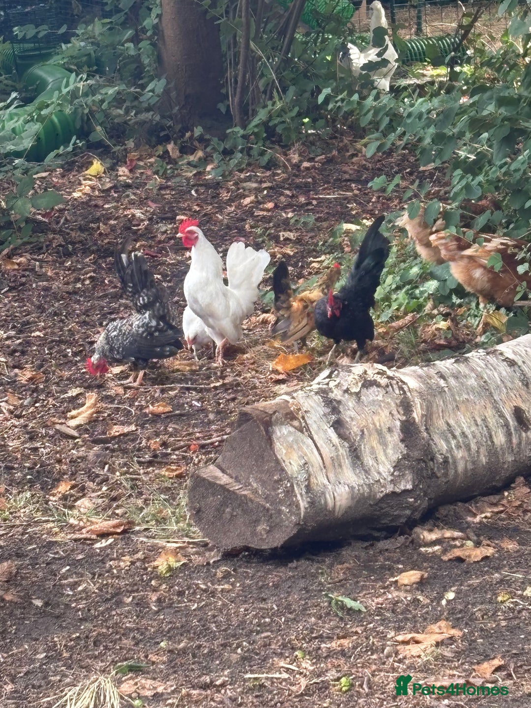 Chickens poultry for sale: Serama hen and cockerel  - Image 2