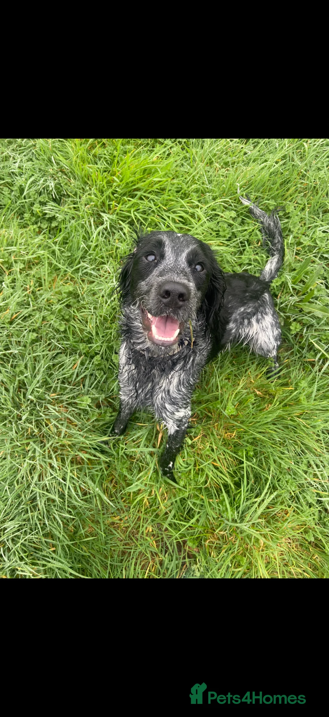Sprocker dogs for sale: 10 month old sprocker spaniel  in Tiverton - Advert 1