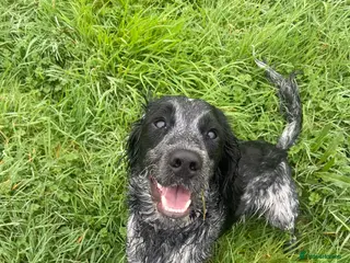 Sprocker dogs 10 month old sprocker spaniel - Advert 1