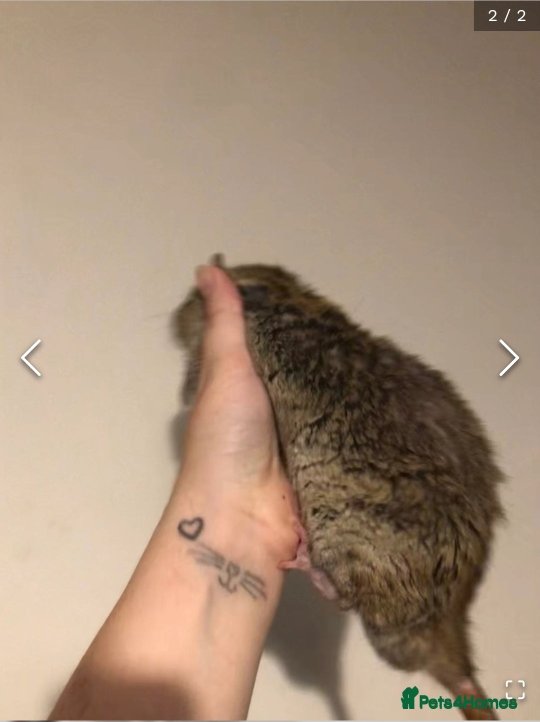 Rat rodents for sale: 2 males - Image 2