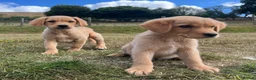 Goldador dogs for sale: Beautiful Goldador Puppies - Advert 3