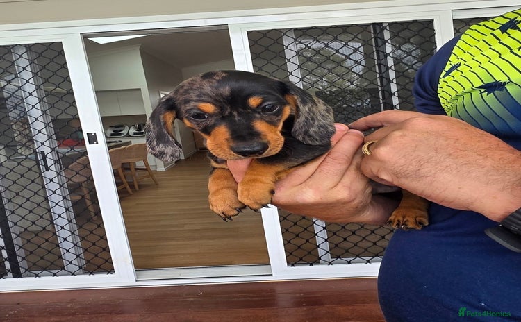Miniature Dachshund dogs - Advert 9