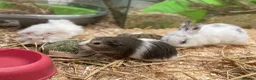 Guinea Pig rodents for sale: 10 week old male guinea pigs in Torrington - Advert 29