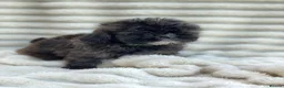 Shihpoo dogs for sale: Health Tested,READY TO GO - Advert 18