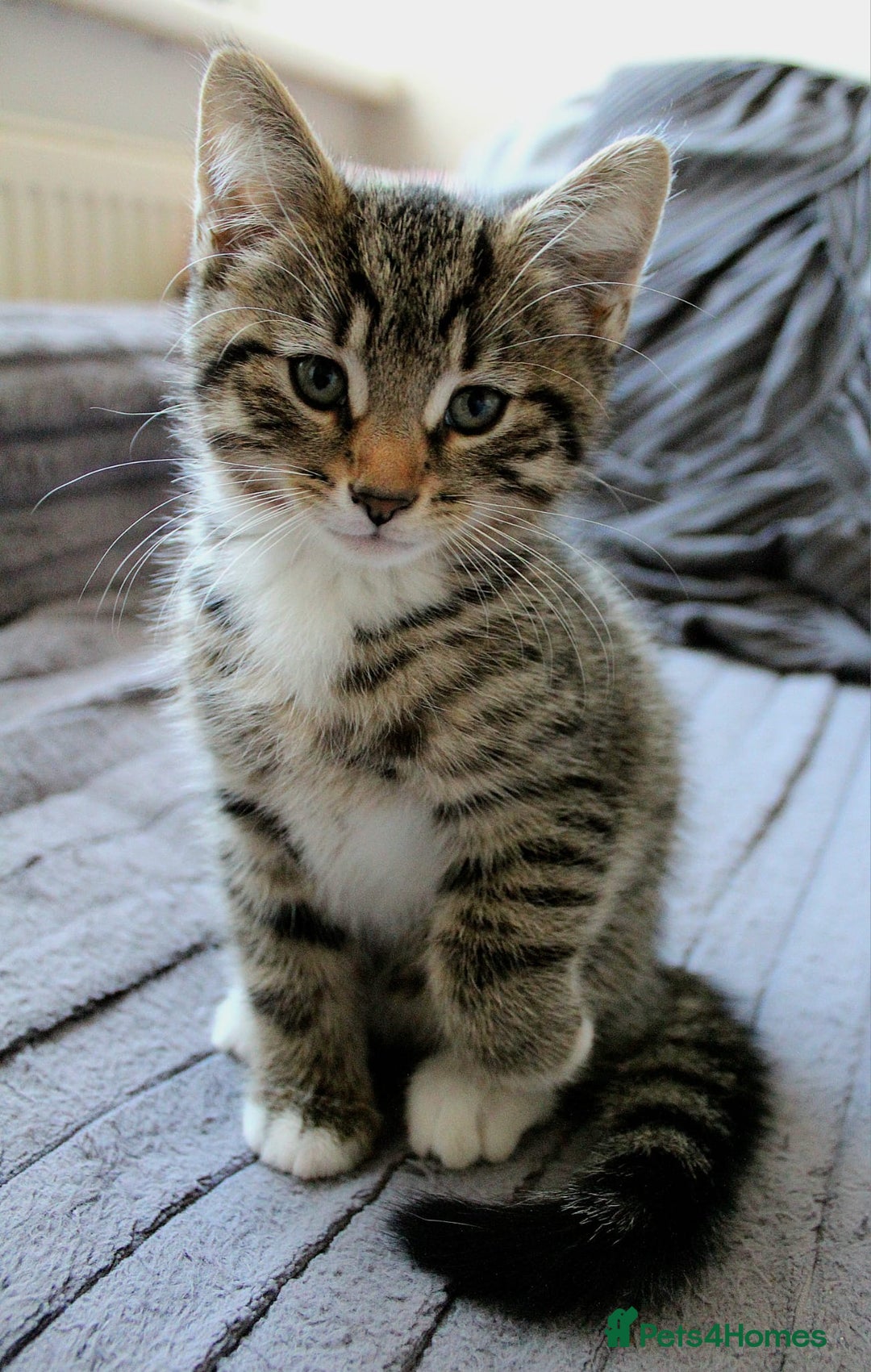 Mixed Breed cats for sale: ✨ Meet This Handsome Little Boy ✨ - Advert 1