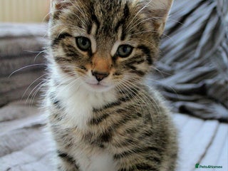 Mixed Breed cats ✨ Meet This Handsome Little Boy ✨ - Advert 2