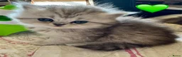 British Longhair cats for sale: Beautiful Longhaired Kittens  - Advert 6