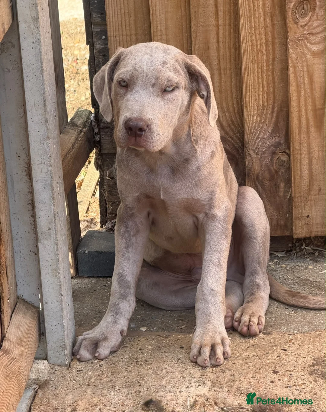 Cane Corso dogs for sale: Male cane corso puppy for sale - Advert 2