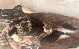 Domestic Shorthair cats for sale: Domestic short/long hair kittens - Image 5