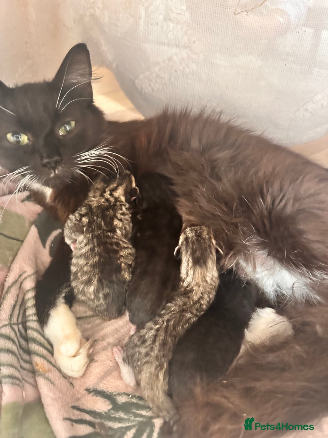 Domestic Shorthair cats for sale: Domestic short/long hair kittens - Image 5