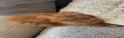 British Shorthair cats for sale: Cinnamon/brown male British longhair kitten - Advert 1