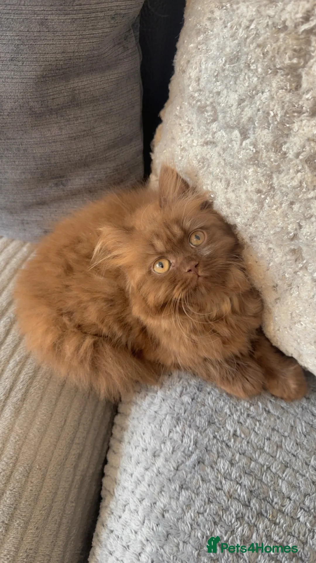 British Shorthair cats for sale: Cinnamon/brown male British longhair kitten - Advert 1