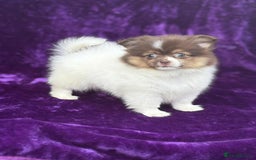 Pomeranian dogs for sale: Chocolate parti boy ready now x - Image 8