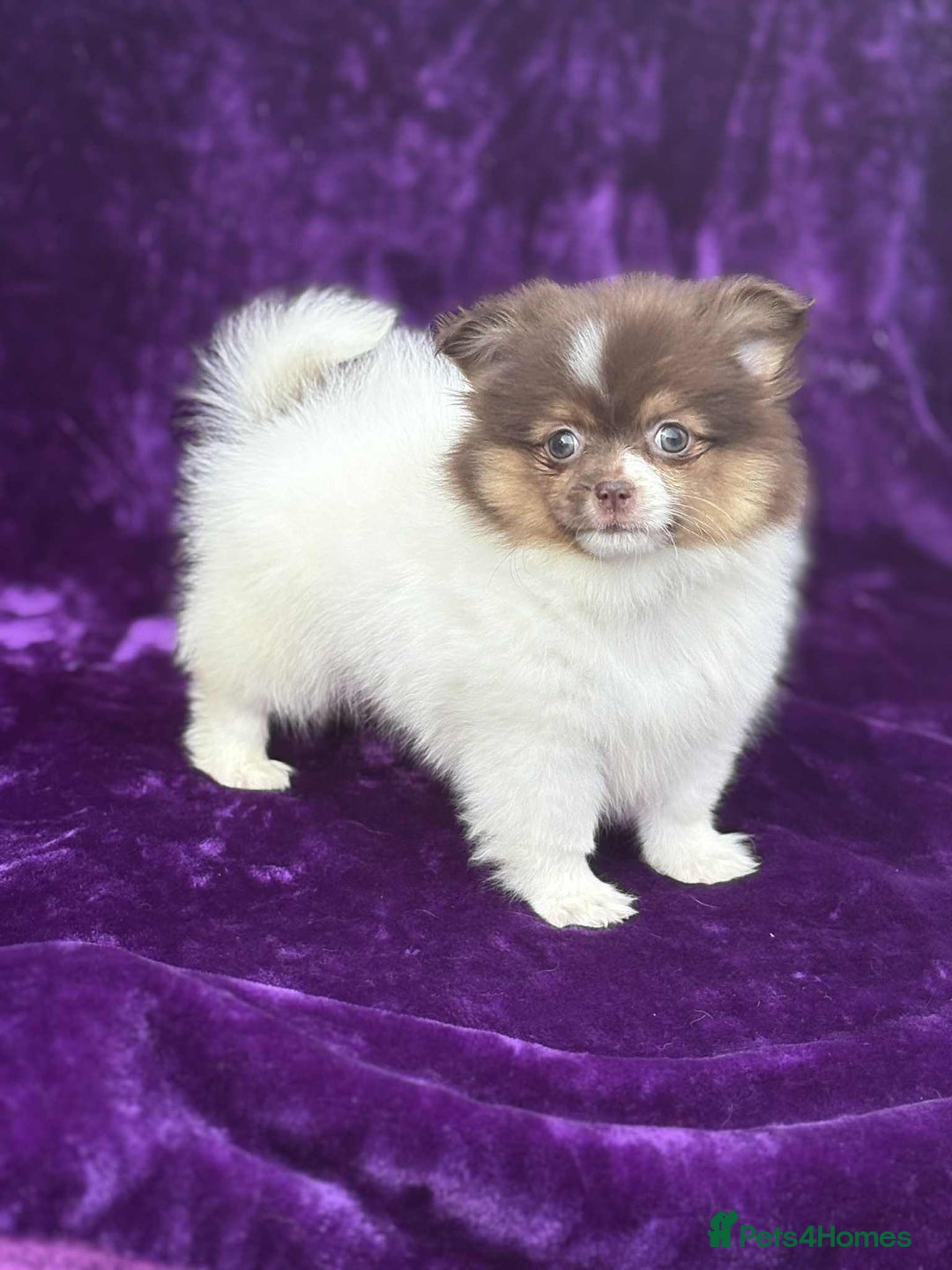 Pomeranian dogs for sale: Chocolate parti boy ready now x - Image 8