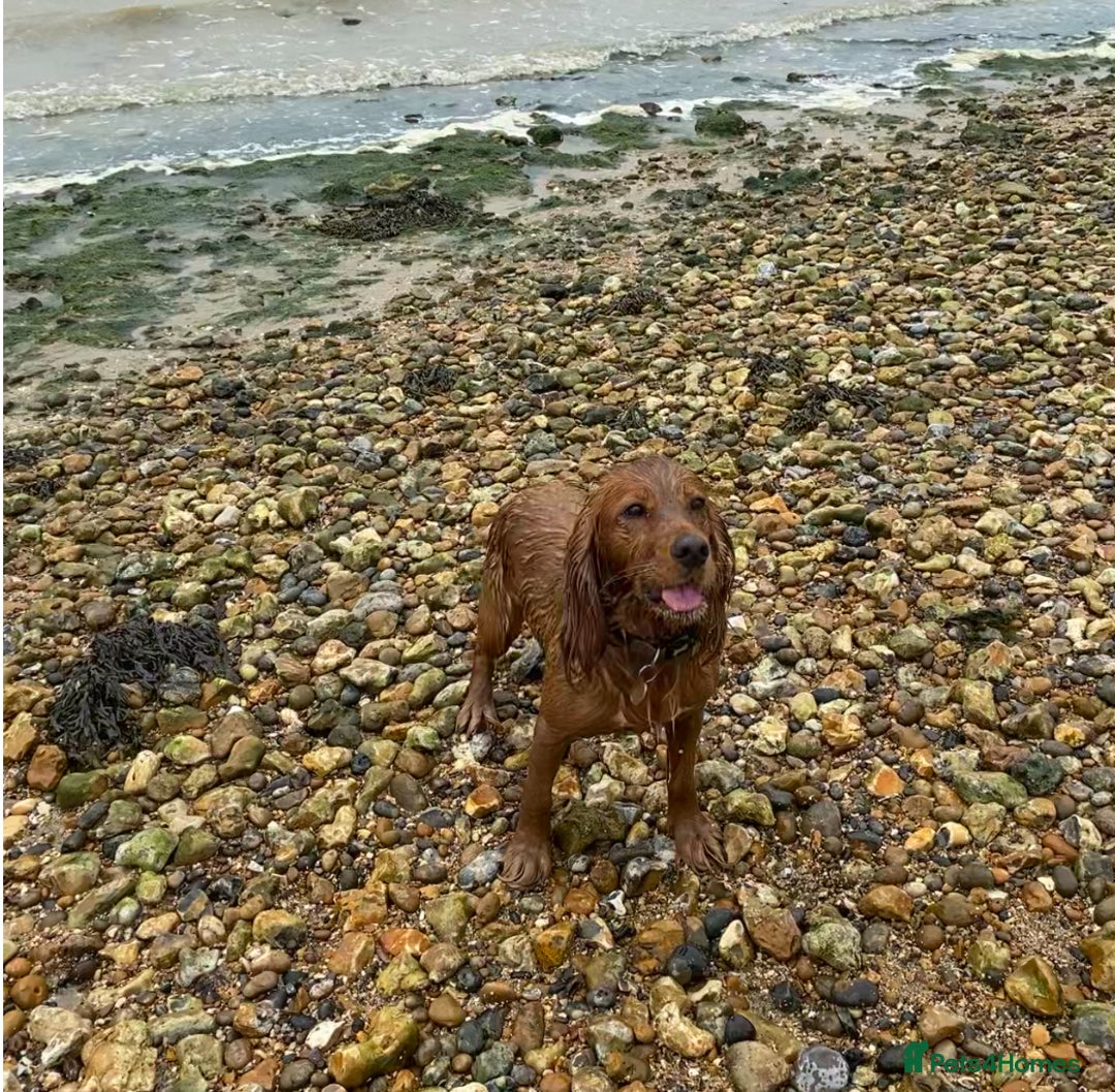 Cocker Spaniel dogs for sale: Working cocker pups due,  ready for spring - Advert 6