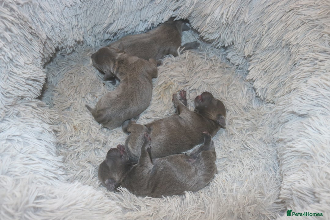 Staffordshire Bull Terrier dogs for sale: pure blue Staffordshire bull terriers - Image 5