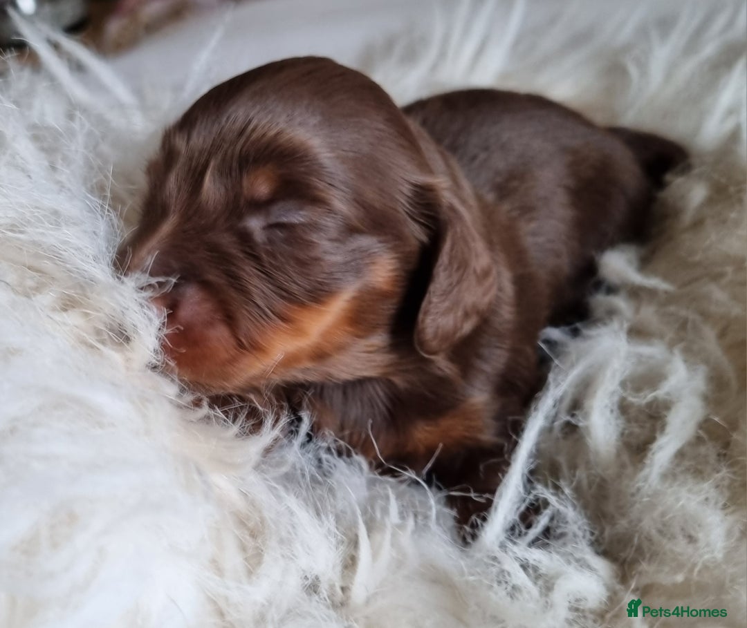 Miniature Dachshund dogs for sale: KC Reg. PRA Clear Long Haired Mini Dachshunds  - Advert 16