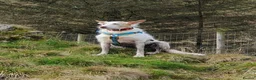 Ibizan Hound dogs for adoption: Vivian - gentle, sweet Podenco in Ayr - Advert 10