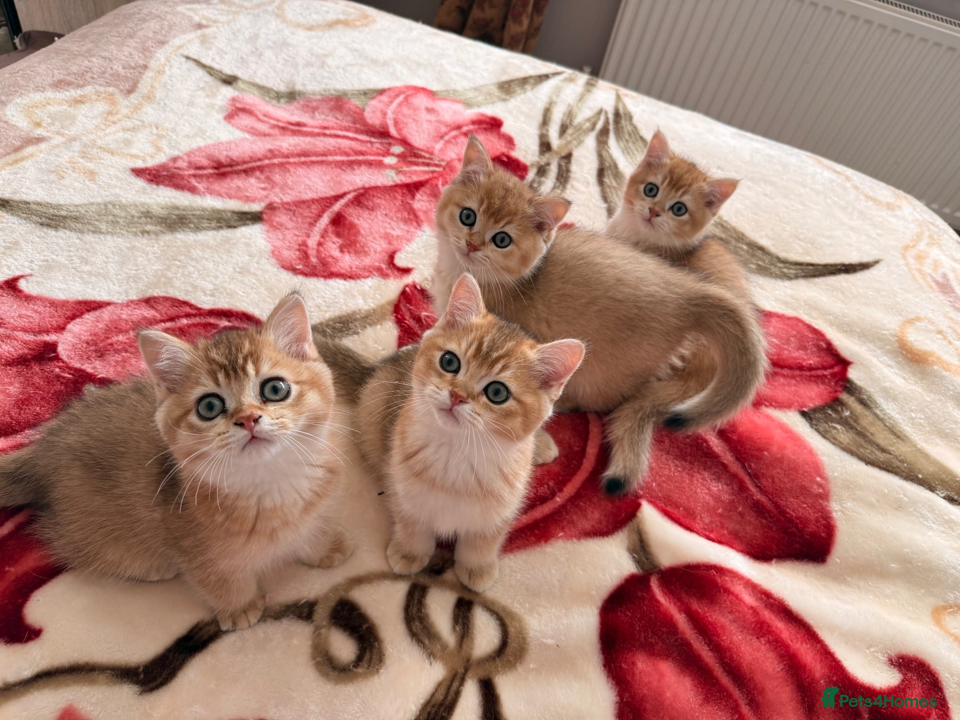 British Shorthair cats Ready now - GOLDEN BRITISH SHORTHAIR BOYS ✨ - Advert 17