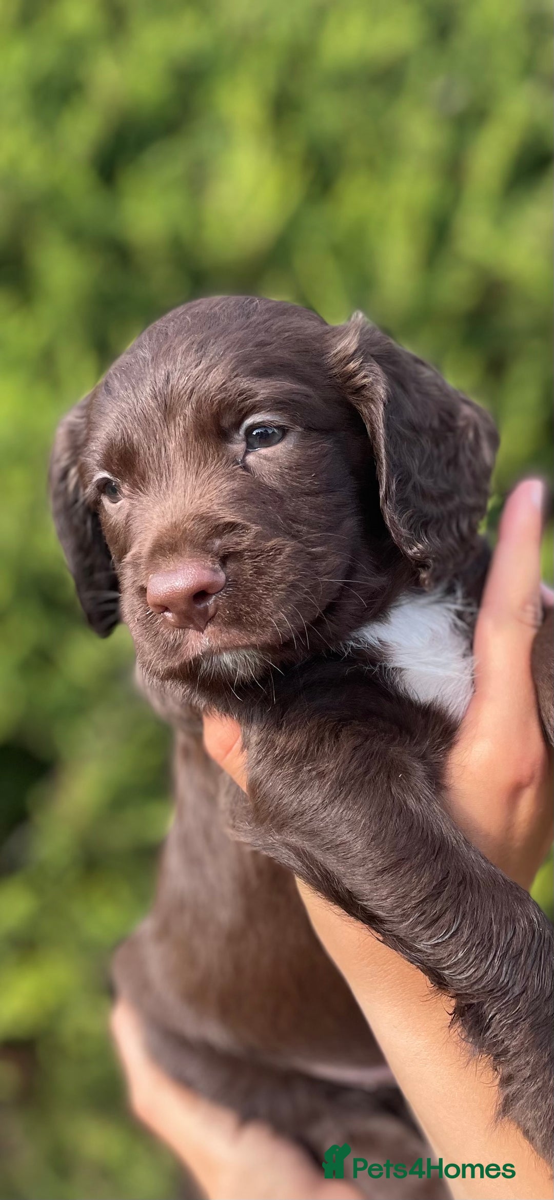 Sprocker dogs for sale: Adorable sprockers  - Image 10