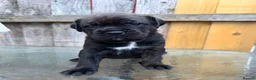 Mixed Breed dogs for sale: Cane Corso/Rottweiler puppies in Bridgwater - Advert 30