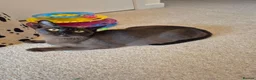 Burmese cats for sale: Stunning Pedigree Brown Male Burmese - Advert 2