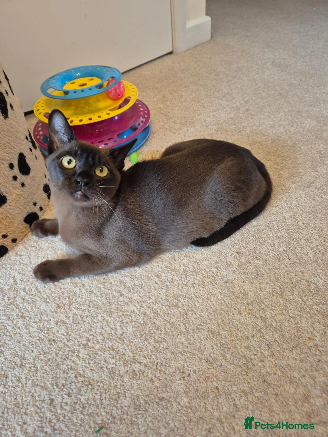 Burmese cats for sale: Stunning Pedigree Brown Male Burmese - Advert 2