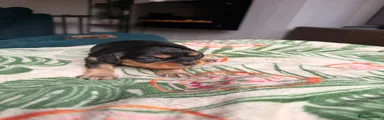 Cavapoochon 4