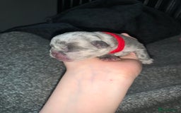 French Bulldog dogs for sale: French bulldog puppies for sale!!  - Image 19