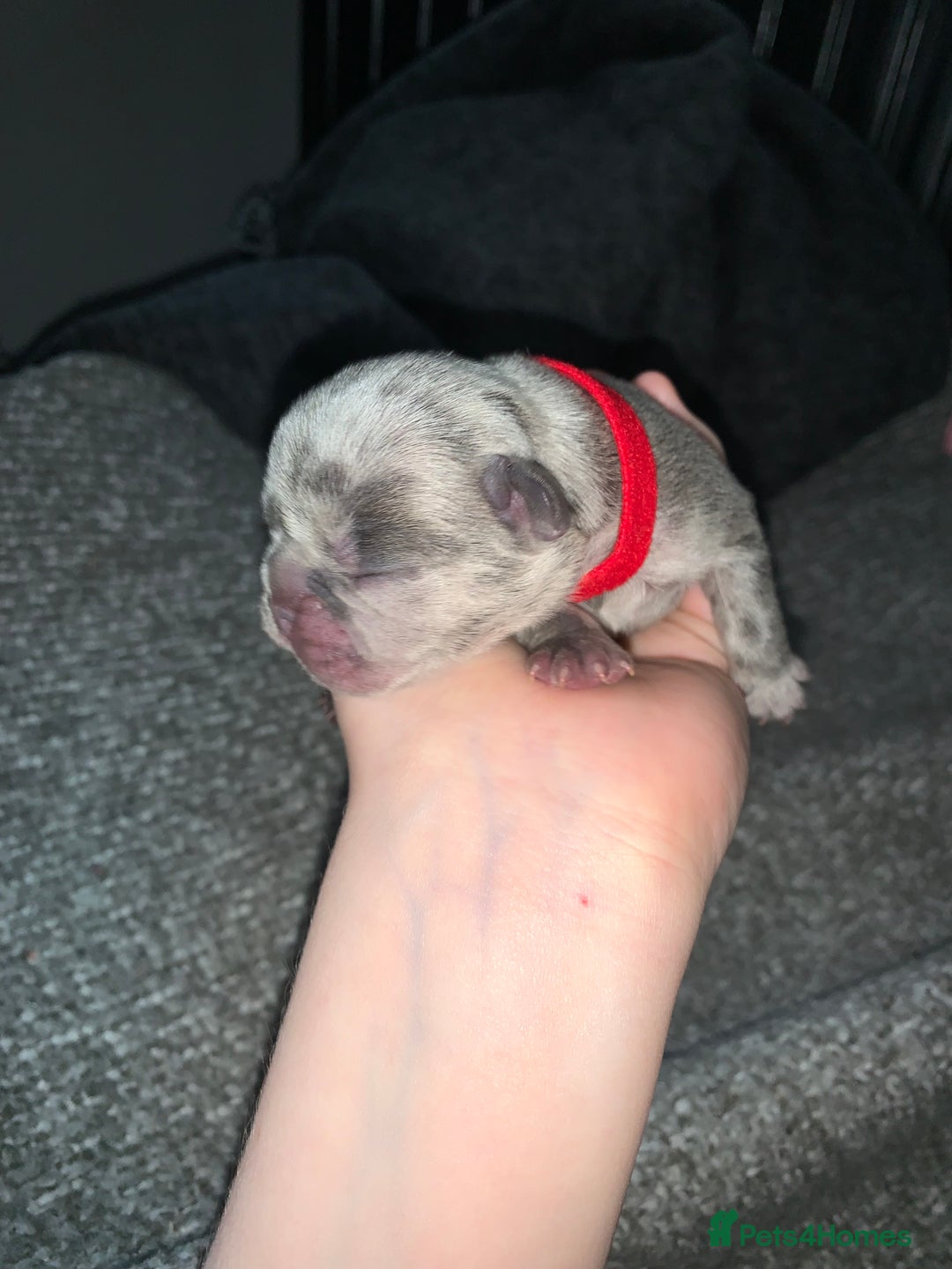 French Bulldog dogs for sale: French bulldog puppies for sale!!  - Image 19