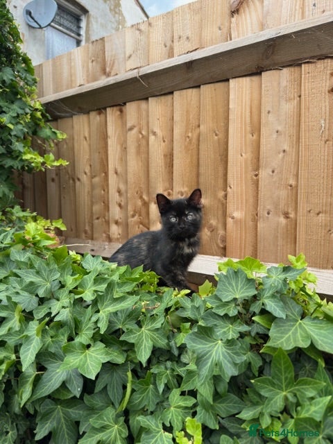 British Shorthair cats Ready To Go! BSH x Persian Chinchilla Kitten - Advert 1