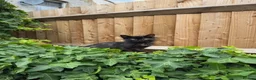 British Shorthair cats for sale: Last Girl Ready To Go! BSH x Persian Chinchilla - Advert 6