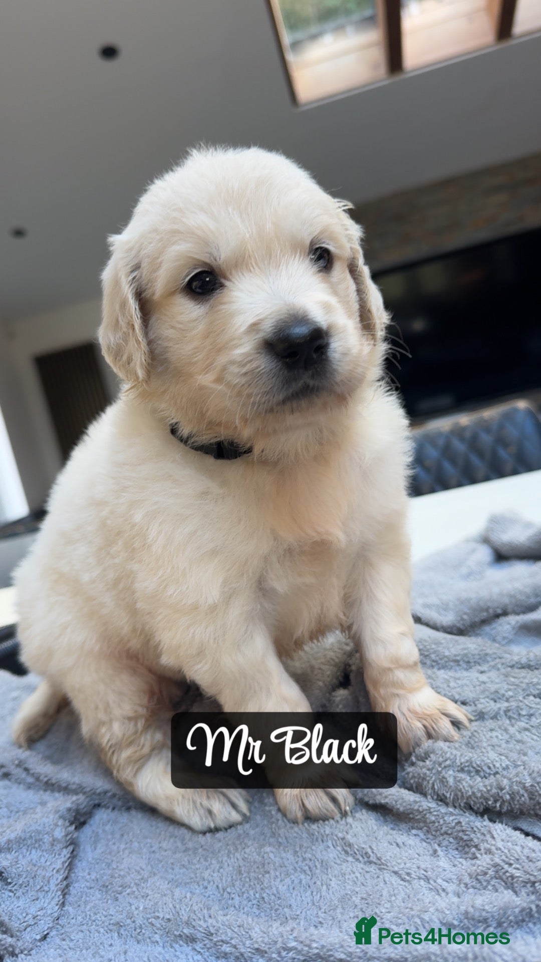 Golden Retriever dogs Behaviourist raised KC Reg Golden Retriever Pups - Advert 2