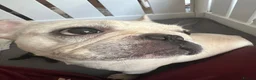 French Bulldog dogs for sale: stunning french bulldogs - Advert 16