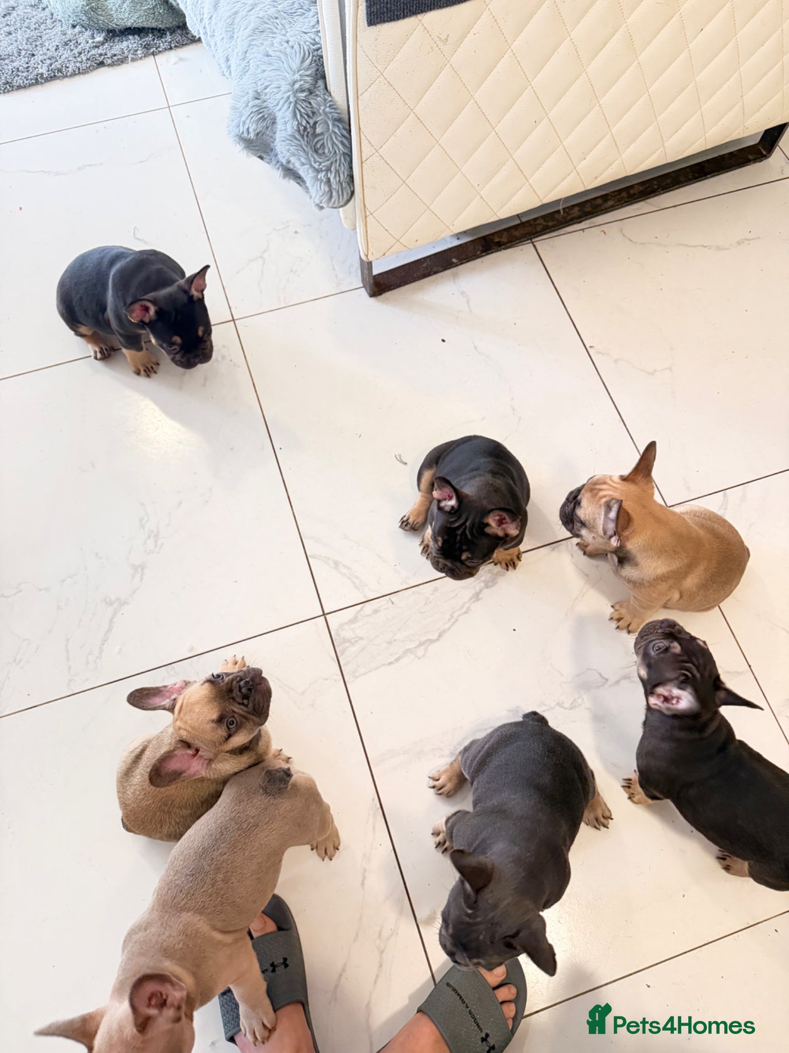 French Bulldog dogs French Bulldog Puppies Ready for Forever Home - Advert 2