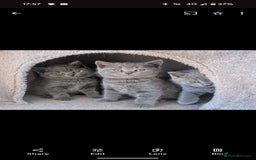 British Shorthair cats for sale: Two remaining British blue shorthair kittens  - Image 5
