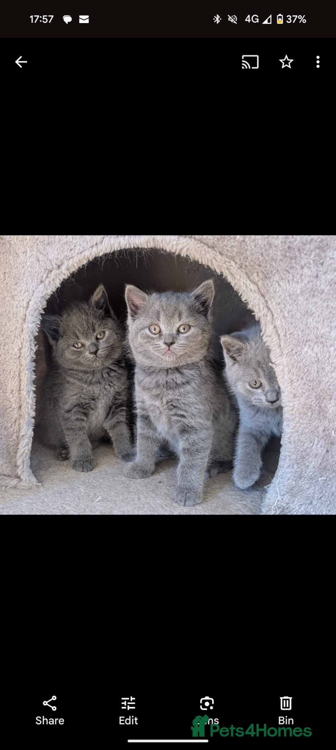 British Shorthair cats for sale: Two remaining British blue shorthair kittens  - Image 5