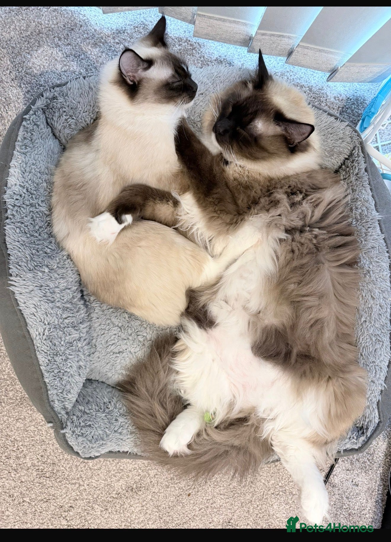 Ragdoll cats 1 year old ragdoll siblings  - Advert 1