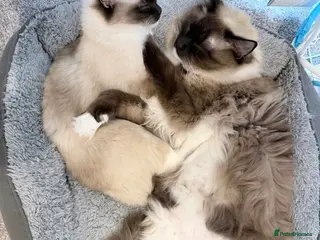 Ragdoll cats 1 year old ragdoll siblings - Advert 3