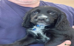 Sprocker dogs for sale: Beautiful Sprocker puppies HEALTH TESTED PARENTS - Image 36