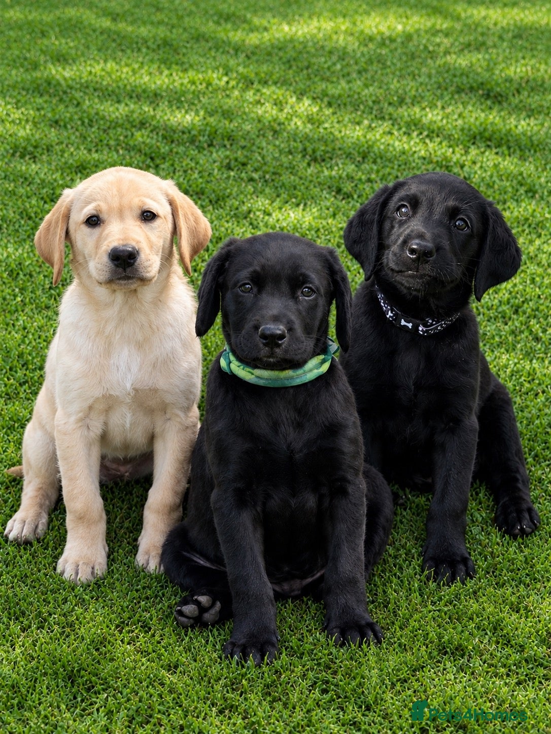 Labrador Retriever dogs Superb Working Labrador Puppies - Advert 1