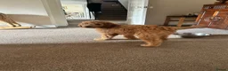 Goldendoodle dogs for sale: Outstanding F1 Standard GoldenDoodles - Advert 2